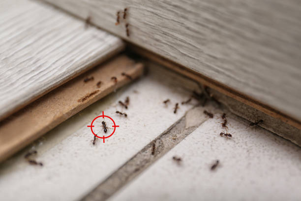 Best Flea Control Services  in Roland, AR