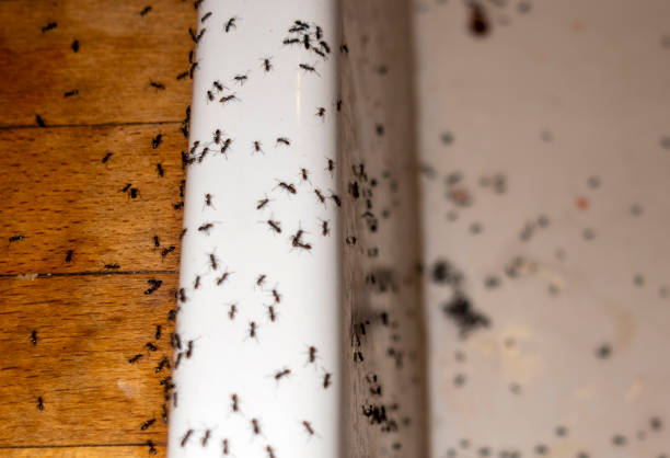 Best Residential Pest Control  in Roland, AR