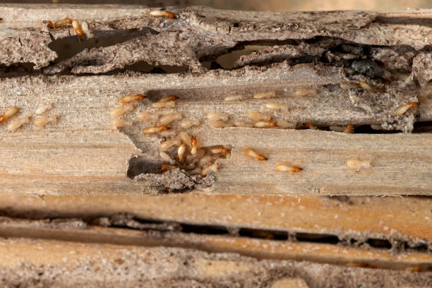Best Mosquito Control Services  in Roland, AR